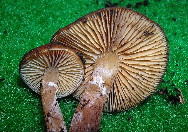 Una Galerina al giardino botanico